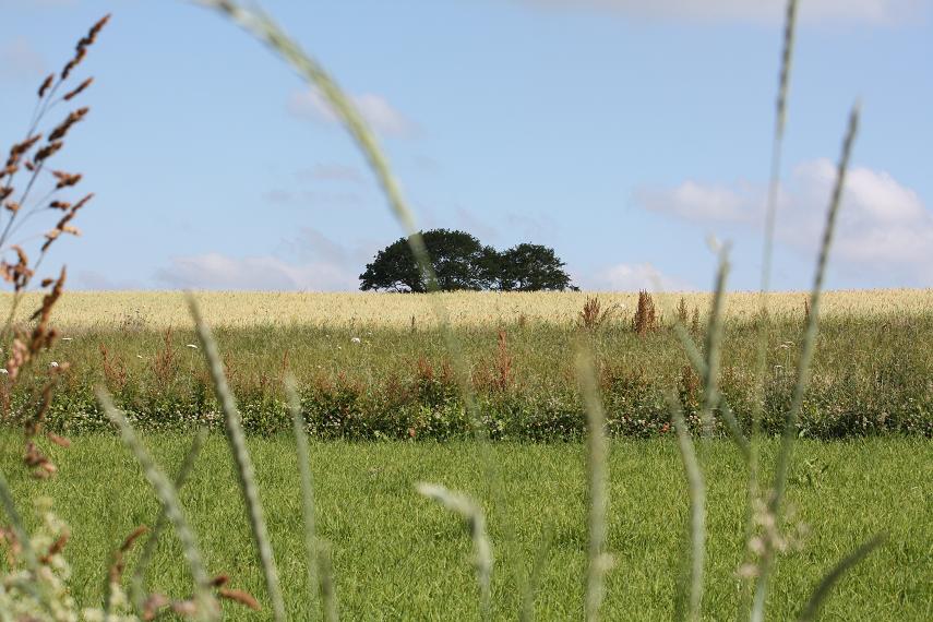 La campagne vers Conleau La campagne vers Conleau