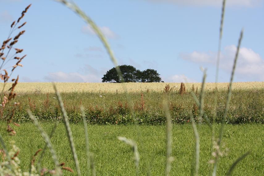 La campagne vers Conleau