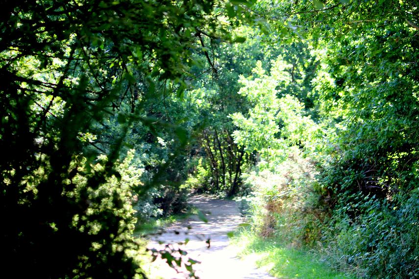 Le chemin de Conleau Le chemin de Conleau
